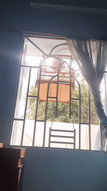 chào mào thi. Mua bán Chim tại Huyện Hóc Môn Tp Hồ Chí Minh được đăng bởi Anh Định hình 1
