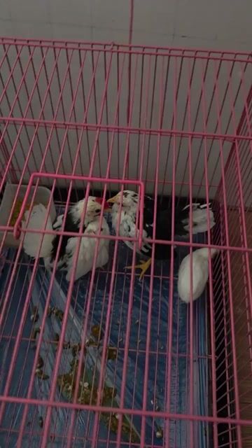 Gà Serama trống mái 2 tháng. Mua bán Gà tại Thành phố Thủ Đức Tp Hồ Chí Minh được đăng bởi Mr V hình 1