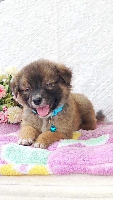 Trai Nhật F đáng yêu chào sen ạ🌸. Mua bán Chó tại Huyện Hóc Môn Tp Hồ Chí Minh được đăng bởi Smile Pet hình 1