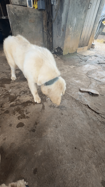 Chó Golden Retriever Vàng kem 8 tháng. Mua bán Chó tại Thành phố Buôn Ma Thuột Đắk Lắk được đăng bởi Kiều Ly hình 1