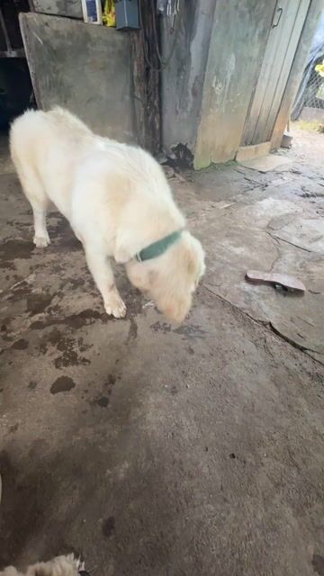 Chó Golden Retriever Vàng kem 8 tháng. Mua bán Chó tại Thành phố Buôn Ma Thuột Đắk Lắk được đăng bởi Kiều Ly hình 1