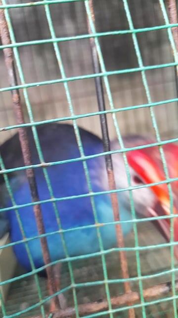 Minh có 1 bé chim như hinh cằn giao lưu gà mái. Mua bán Chim tại Quận 7 Tp Hồ Chí Minh được đăng bởi duy thanh hình 1