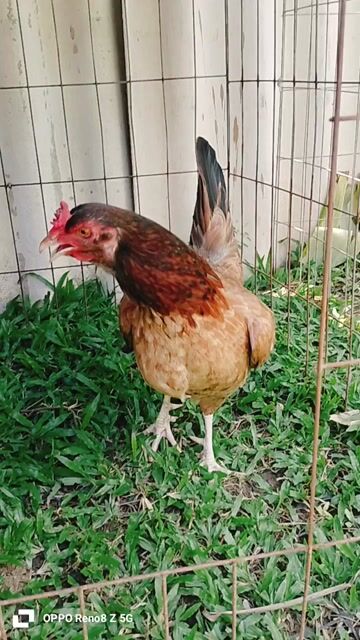 Gà Mỹ nhập 2.3kg. Mua bán Gà tại Thị xã Duyên Hải Trà Vinh được đăng bởi Việt Hưng hình 1