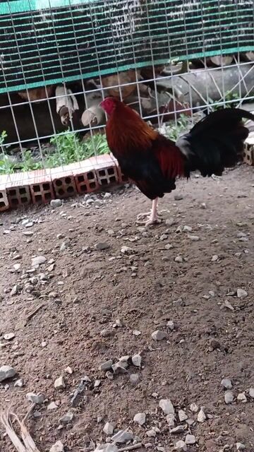 Gà chọi Tre điều kelso mini. Mua bán Gà tại Huyện Chợ Gạo Tiền Giang được đăng bởi  Cao Kỳ hình 1