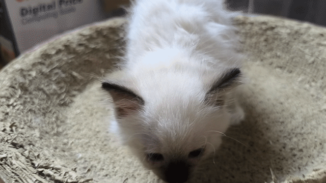 Mèo Ragdoll cái 2 tháng. Mua bán Mèo tại Quận Gò Vấp Tp Hồ Chí Minh được đăng bởi nguyễn tuấn kiệt hình 1