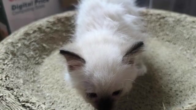 Mèo Ragdoll cái 2 tháng. Mua bán Mèo tại Quận Gò Vấp Tp Hồ Chí Minh được đăng bởi nguyễn tuấn kiệt hình 1