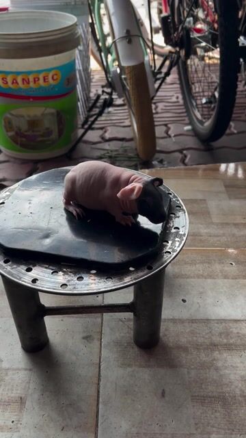 Hà mã mi ni Đen hồng. Mua bán Thú cưng khác tại Thành phố Thủ Đức Tp Hồ Chí Minh được đăng bởi trọng tính hình 1