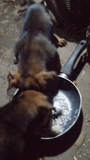 Chó Xúc xích lai nhỏ, giống cái, 2 tháng. Mua bán Chó tại Thành phố Thủ Đức Tp Hồ Chí Minh được đăng bởi Đặng Hồng Liên hình 1