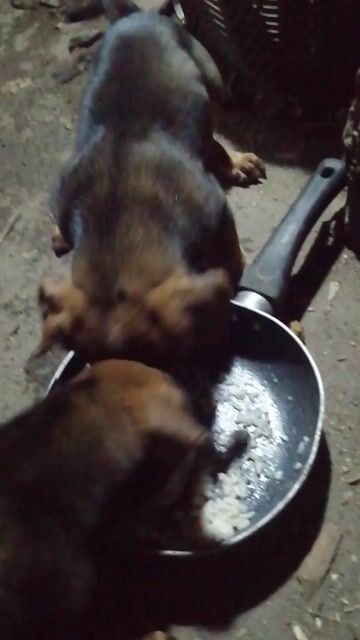 Chó Xúc xích lai nhỏ, giống cái, 2 tháng. Mua bán Chó tại Thành phố Thủ Đức Tp Hồ Chí Minh được đăng bởi Đặng Hồng Liên hình 1