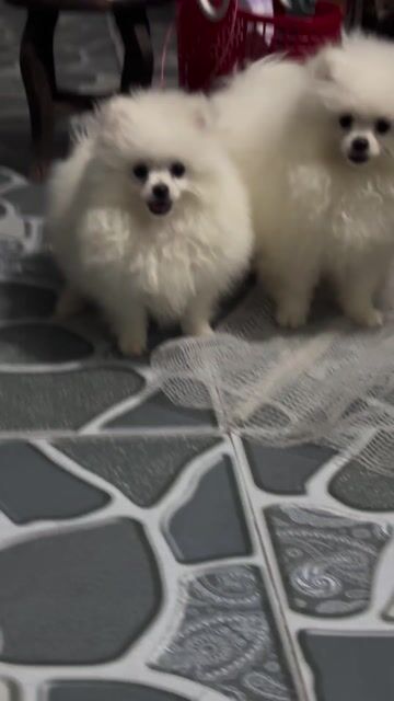 Chó Phốc sóc cái màu Trắng. Mua bán Chó tại Quận Lê Chân Hải Phòng được đăng bởi nguyễn xuân việt hình 1