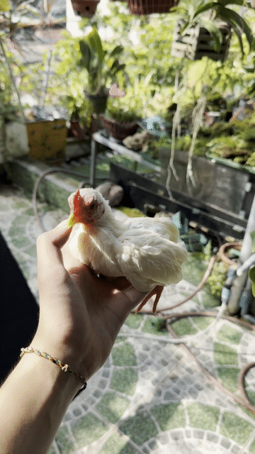 Gà tre Vàng bò, nhạn 3.5-4 tháng. Mua bán Gà tại Quận Hà Đông Hà Nội được đăng bởi Đặng Hoàng Anh hình 1