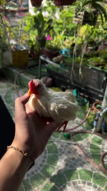 Gà tre Vàng bò, nhạn 3.5-4 tháng. Mua bán Gà tại Quận Hà Đông Hà Nội được đăng bởi Đặng Hoàng Anh hình 1