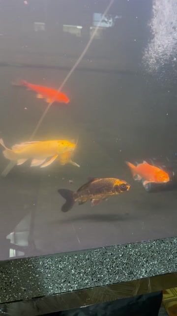 Cá chép nhiều màu khỏe. Mua bán Thú cưng khác tại Thành phố Thủ Đức Tp Hồ Chí Minh được đăng bởi Long Trương hình 1