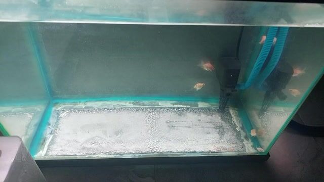 Cá chép sư tử hoa anh đào khỏe mạnh. Mua bán Thú cưng khác tại Quận Bình Tân Tp Hồ Chí Minh được đăng bởi Công Danh hình 1