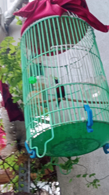 Chim 7 màu già hót nhiều giọng hay. Mua bán Chim tại Quận 12 Tp Hồ Chí Minh được đăng bởi thanh thanh  hình 1