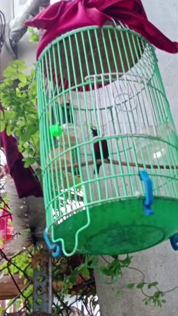Chim 7 màu già hót nhiều giọng hay. Mua bán Chim tại Quận 12 Tp Hồ Chí Minh được đăng bởi thanh thanh  hình 1