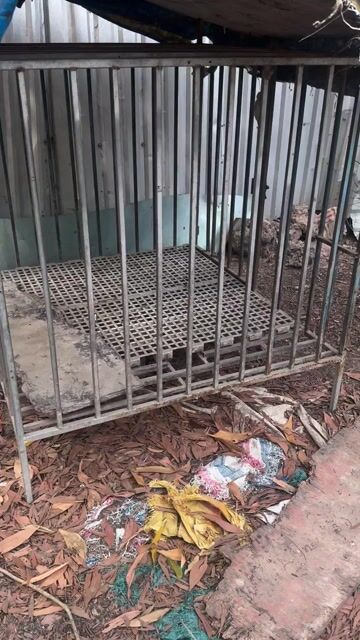 Chuồng chó kim loại đã sử dụng. Mua bán Phụ kiện, Thức ăn, Dịch vụ tại Huyện Long Thành Đồng Nai được đăng bởi Duc hình 1