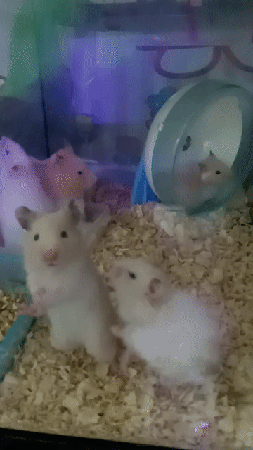 Hamster Bear Trắng Nâu. Mua bán Thú cưng khác tại Thành phố Thủ Đức Tp Hồ Chí Minh được đăng bởi Thanh Tam hình 1