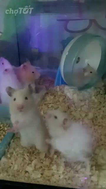 Hamster Bear Trắng Nâu. Mua bán Thú cưng khác tại Thành phố Thủ Đức Tp Hồ Chí Minh được đăng bởi Thanh Tam hình 1