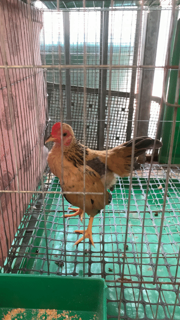 Gà cảnh Tre Bắc mini Đà Nẵng. Mua bán Gà tại Quận Liên Chiểu Đà Nẵng được đăng bởi dũng hình 1