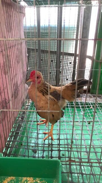 Gà cảnh Tre Bắc mini Đà Nẵng. Mua bán Gà tại Quận Liên Chiểu Đà Nẵng được đăng bởi dũng hình 1