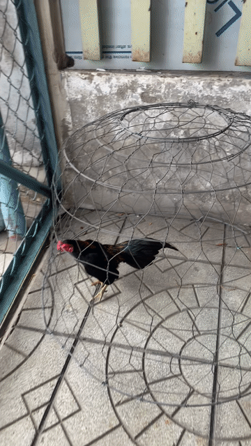 Gà tre 4 lạng Đen, đỏ, vàng. Mua bán Gà tại Thành phố Thủ Dầu Một Bình Dương được đăng bởi Nhất Max hình 1