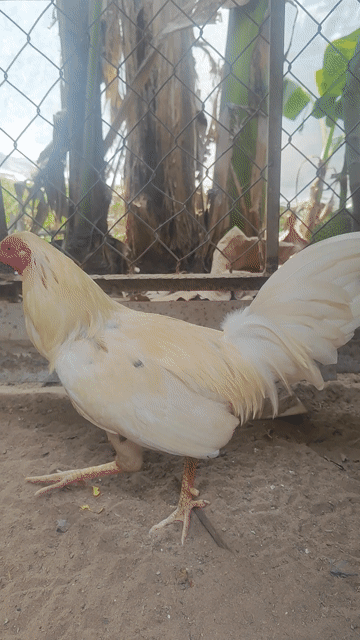 Gà chọi Cuban Mỹ Đực. Mua bán Gà tại Huyện Tân Phước Tiền Giang được đăng bởi Thạch Trần Lâm Xuân hình 1