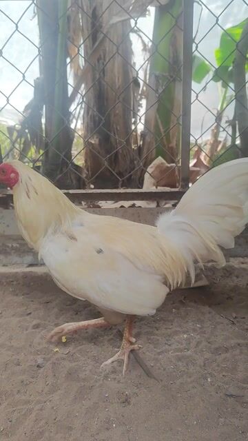 Gà chọi Cuban Mỹ Đực. Mua bán Gà tại Huyện Tân Phước Tiền Giang được đăng bởi Thạch Trần Lâm Xuân hình 1