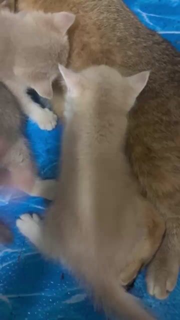 Mèo Anh lông ngắn Golden 38 ngày tuổi. Mua bán Mèo tại Huyện Hoài Đức Hà Nội được đăng bởi Huyền Chuc Hương Châu hình 1