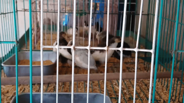 Gà ru tin Đa sắc. Mua bán Gà tại Huyện Tây Sơn Bình Định được đăng bởi Hoang Nguyen Minh hình 1