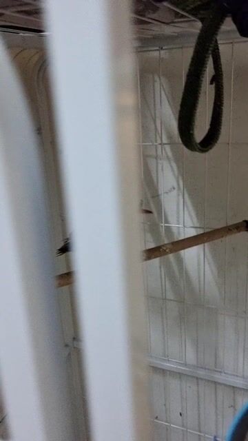 Chim Vàng anh đầu đen mỏ đỏ. Mua bán Chim tại Quận Bình Tân Tp Hồ Chí Minh được đăng bởi N T P hình 1