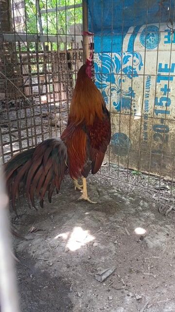 Gà trang 2k2 2k5 nuôi đổ tai nhà ae nhà. Mua bán Gà tại Huyện Châu Thành Tiền Giang được đăng bởi Nguyen thang hình 1