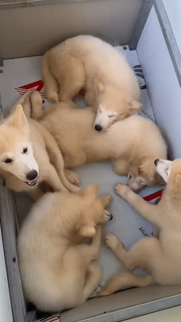 Chó Samoyed 3 tháng đã tiêm 3 mũi. Mua bán Chó tại Huyện Bình Chánh Tp Hồ Chí Minh được đăng bởi Pondcha hình 1