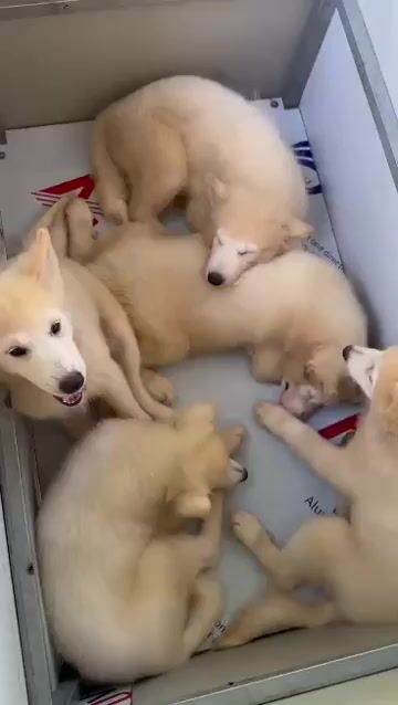 Chó Samoyed 3 tháng đã tiêm 3 mũi. Mua bán Chó tại Huyện Bình Chánh Tp Hồ Chí Minh được đăng bởi Pondcha hình 1