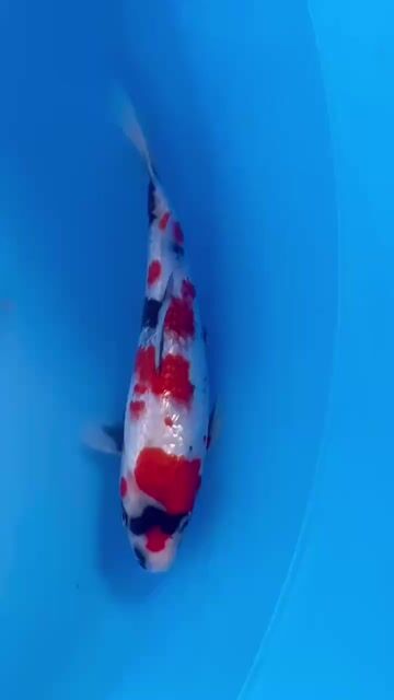 Cá chép Koi Ginrin Showa ánh kim Nhật Bản 22cm. Mua bán Thú cưng khác tại Quận 12 Tp Hồ Chí Minh được đăng bởi Gin Koi Farm hình 1