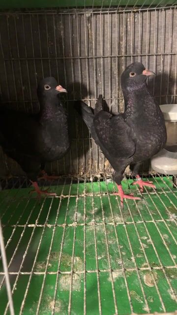 Bồ câu Kinh Hà Lan đầu gấu. Mua bán Chim tại Quận 6 Tp Hồ Chí Minh được đăng bởi Cao Huynh Nhut hình 1