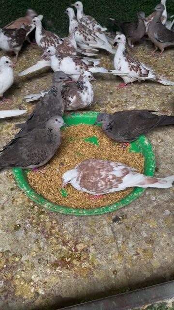 Cô gái Thái Lan. Mua bán Chim tại Quận Hoàng Mai Hà Nội được đăng bởi Hùng hình 1