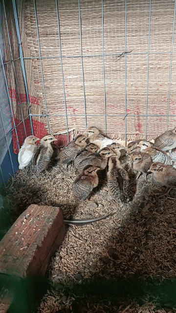 Gà lai rừng con hơn 1 tháng đủ vacxin. Mua bán Gà tại Thành phố Buôn Ma Thuột Đắk Lắk được đăng bởi Ai Rồi Cũng Khác hình 1