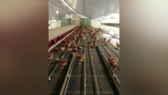 Élevage de poules pondeuses