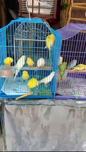 Vẹt Hồng kông mắt đỏ. Mua bán Chim tại Quận Hai Bà Trưng Hà Nội được đăng bởi Đỗ Thị Hạ hình 4