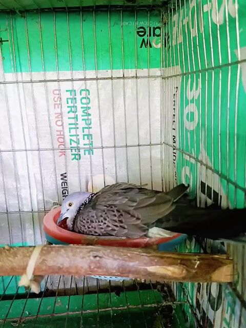 Chim Bồ câu Malaysia Đồng Tháp. Mua bán Chim tại Huyện Lấp Vò Đồng Tháp được đăng bởi PH Dinh hình 1