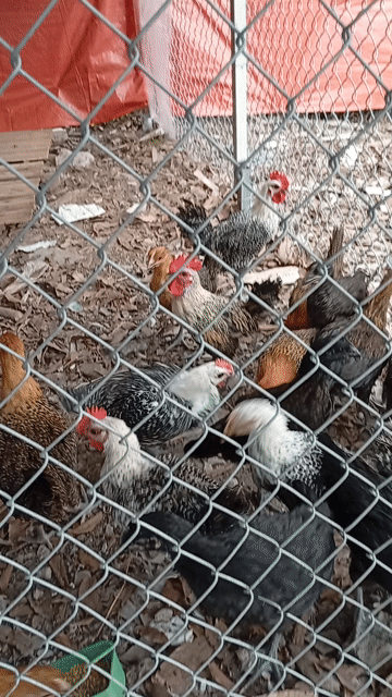 Gà Hmông 5 lạng. Mua bán Gà tại Quận Hoàng Mai Hà Nội được đăng bởi Đỗ trọng hưng hình 1