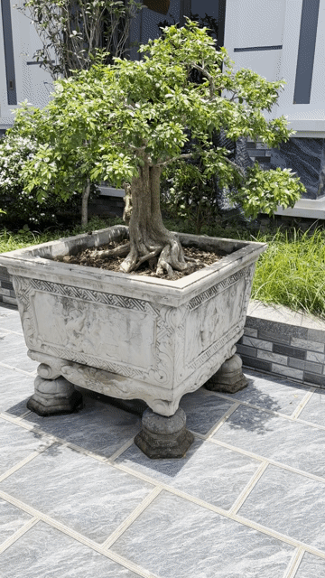 Cây cảnh Mai chiếu thủy chậu đá. Mua bán Cây cảnh, đồ trang trí tại undefined undefined được đăng bởi Hoang Hai hình 1