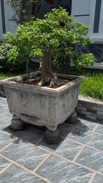 Cây cảnh Mai chiếu thủy chậu đá. Mua bán Cây cảnh, đồ trang trí tại undefined undefined được đăng bởi Hoang Hai hình 1