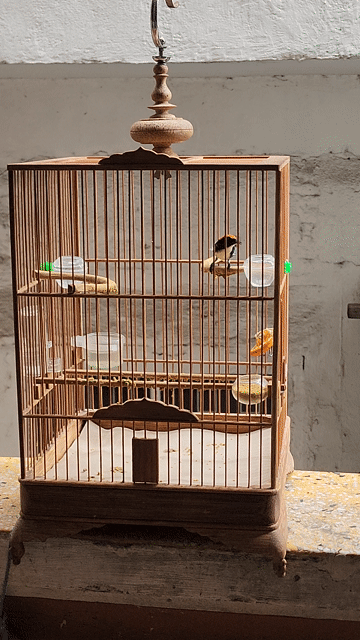 Chim ốc mít 3 mùa lông. Mua bán Chim tại Quận 5 Tp Hồ Chí Minh được đăng bởi Tuấn  hình 1