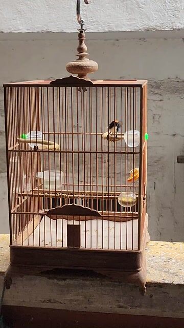 Chim ốc mít 3 mùa lông. Mua bán Chim tại Quận 5 Tp Hồ Chí Minh được đăng bởi Tuấn  hình 1