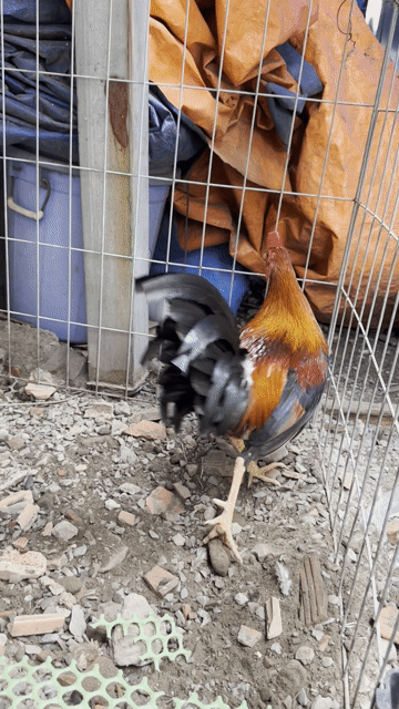 Gà Sil Mỹ trống 9 tháng mới tin xuân thì. Mua bán Gà tại Quận Bình Tân Tp Hồ Chí Minh được đăng bởi Lê thịnh hình 1