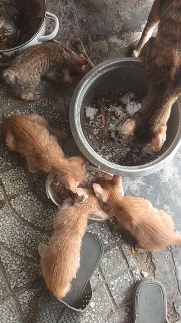 Mèo ta dưới 3 tháng Vàng. Mua bán Mèo tại Huyện Củ Chi Tp Hồ Chí Minh được đăng bởi Phúc Do hình 1