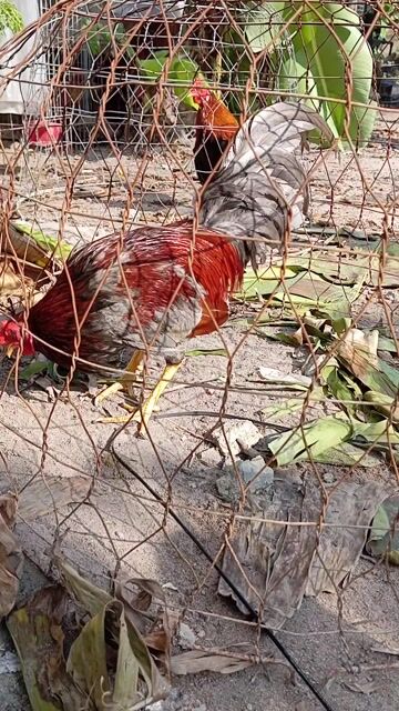 Gà chọi Xám trích Đực 6 tháng. Mua bán Gà tại Thành phố Biên Hòa Đồng Nai được đăng bởi Phạm mini game hình 1