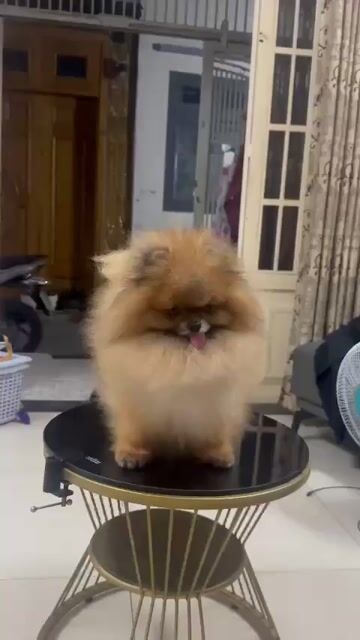 Gả Nhanh Pom Thái Đực Phối Sung. Mua bán Chó tại Quận Gò Vấp Tp Hồ Chí Minh được đăng bởi Thiên Tường hình 1